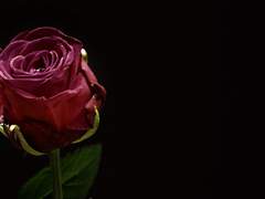 [어몽어스 나폴리탄] 나 혼자