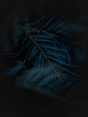 Sadalmelik A. Gu Zodiac | Aquarius