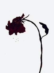 죽지 않는 센티넬 조영