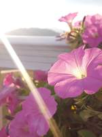 멈춰버린 시간선의 미뉴에트