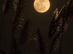 [folklore_crew] 목 놓아 울게 하소서