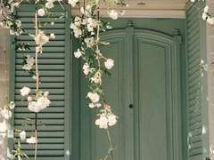 주문한 적 없는 씨앗이 배달되었다.