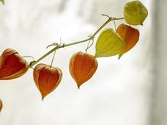 [쑈님 리퀘] 일드 '아타루' 2차연성 짧은 글