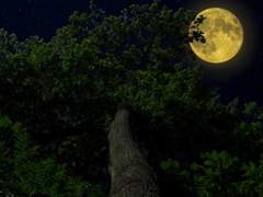 어두운 밤하늘 아래