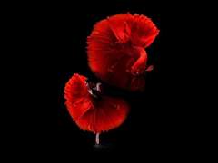 [알베케일/단문 모음] 태양을 삼킨 인어