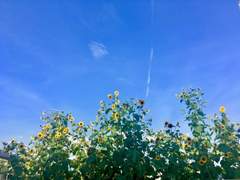 Last summer breeze 中