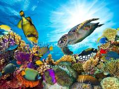 Zuni의 신세틱미노잉을 통한 스시플롭 방지