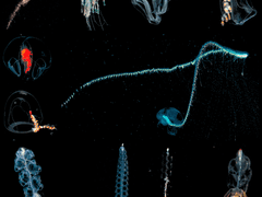 디파이(DeFi) 음모는 현실: 커뮤니티인가, 아니면 공모인가?