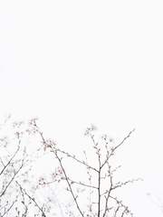 Alhagae B. Asklepios Zodiac