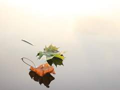 [망기무선] 君相憶 (군상억)