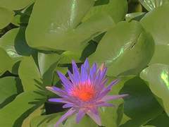 다복팔당 회지판매 수요조사(마감+회지제작 확정)