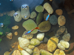 22. 살아있는 것