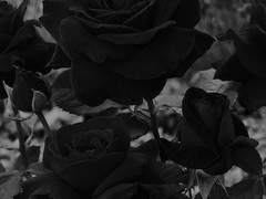 천악명계AU '악마와 계약했다' 프롤로그