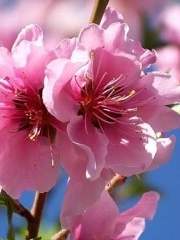 루먼데이트(꽃의 세계)