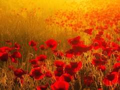 어쩌면 아주 운명적으로