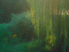 단편 intro. 숲의 아이