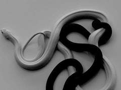 삼각형의 미학 1