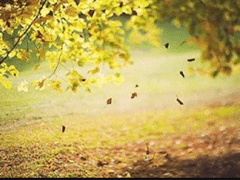 마지막 잎새가 떨어지기 전..