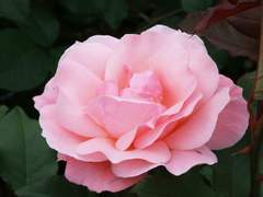 내가 널 놓는다면, 너는 행복해지리라고 믿었다.