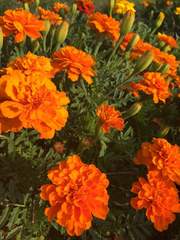 국내. 해외 2D 드림주