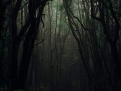 [일라나입] 날개