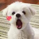 지나가던행인1:리치