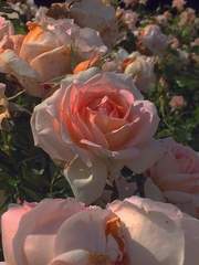 𝐹𝑙𝑜𝑤𝑒𝑟🌷