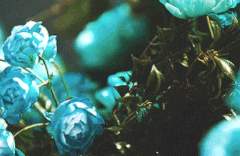 에리카 누아레트 성장 프로필