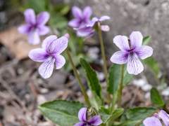 Viola mandshurica