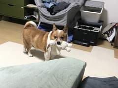 로맨스 노래를 들으며 사랑하는 개의 내일을