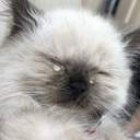 아라임[쩜오디]