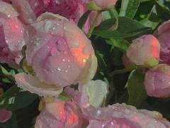 皇宫的芍药(황궁의 작약) 外傳