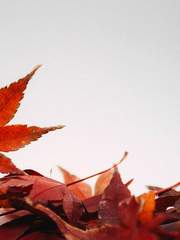 백작가에 추석이 왔다