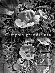 꽃말로 마도조사