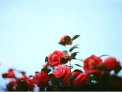 [하림선기] 어쩌란말이냐. (하)