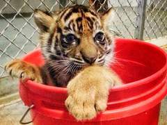 냥줍해온 아기 호랑이 부생이 6