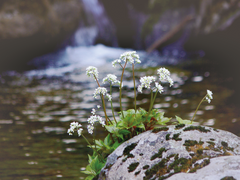 [중혁독자] 사계절의 기록 -春-