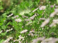 단골손님 재하 × 카페 사장님 드림주