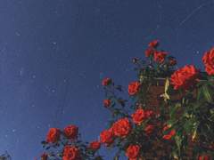 [루단] 당신을 영원히 사랑하겠습니다