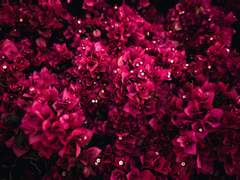 [지단] 마지막 입맞춤