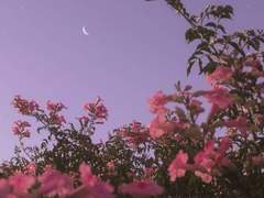 [조각글] 평화롭게 달달한 조각글 모음