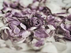 뱀파이어 바튼으로 토니바튼