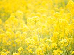 [쿠로아카/치열탁겸] 유채꽃 필 무렵