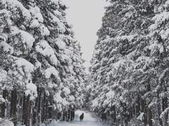 브윈 「겨울의 연인」