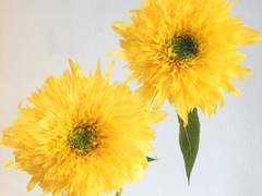 우카이입니다 외전(Side Story)