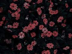 시베리아 냉동고 ○○ 필멸 (2-上)