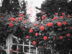 어느 벛꽃의 이야기.