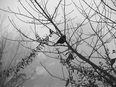 《 그림 커미션 》