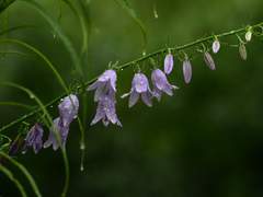 [케마이사] 우울