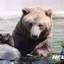 불곰